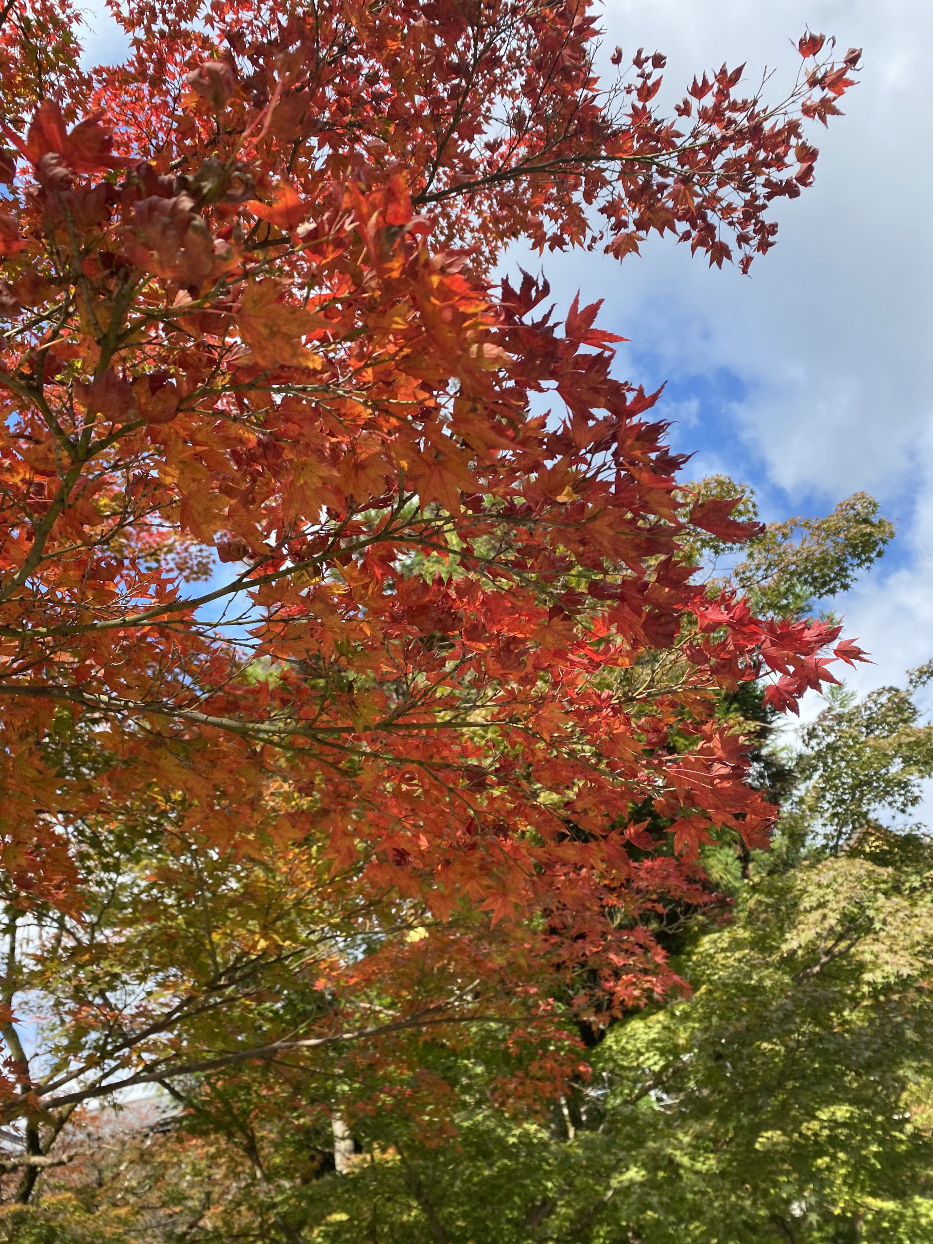 コロナ明けの生活スタート！