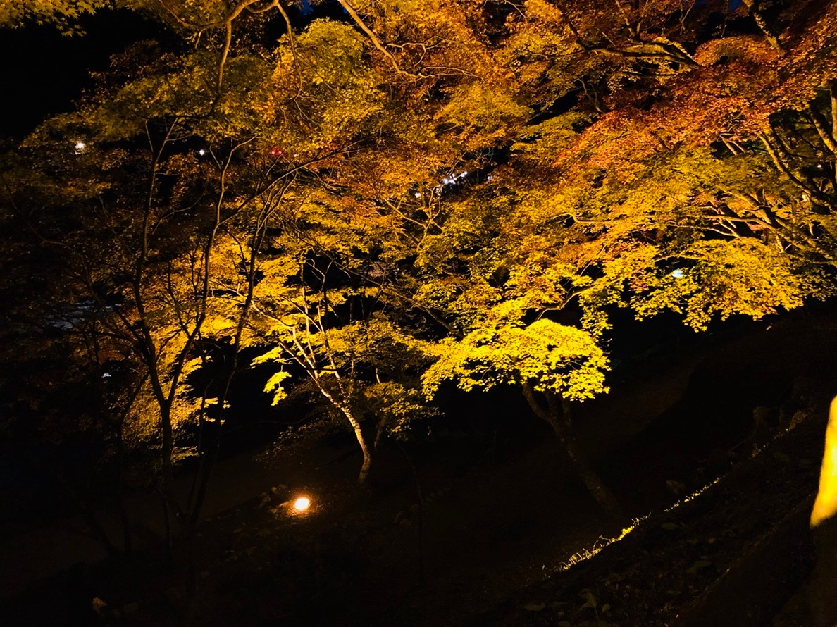 紅葉を見にいこうよう！！